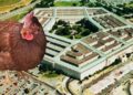 202165 In the US, an ordinary chicken accidentally wandered into the Pentagon, which is considered one of the most protected objects in the world.