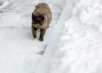 202479 Barnaul Man Who Beat A Pregnant Cat To Death In Front Of Children Sentenced