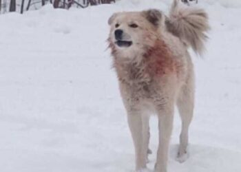 202592 The State Duma proposed to introduce fines of up to 200 thousand rubles for owners whose dogs bite people