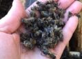 202596 In The Urals, The Company Of The Deputy, Guilty Of The Death Of Several Million Bees, Was Fined 3 Million Rubles