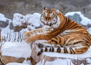 v rossijskom regione ubili amurskuyu tigriczu Amur tigress killed in Russian region