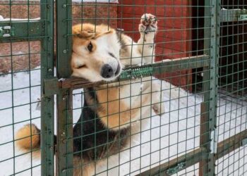 29211 Officials Want To Spend 57 Million On A Shelter For Stray Dogs In Taganrog