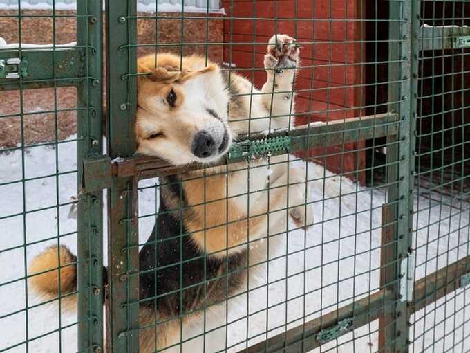 29211 Officials want to spend 57 million on a shelter for stray dogs in Taganrog