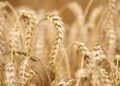 29983 Disclosed the details of the negotiations to extend the grain deal