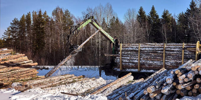 1682101179 91 oligarch yevtushenkov cuts down a valuable forest