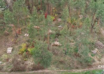 лес2 min Forest corruption literally destroys Ukraine