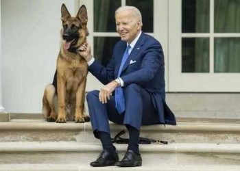 57199 Biden's dog bit a security guard at the White House. More than a dozen US Secret Service agents were injured by the dog