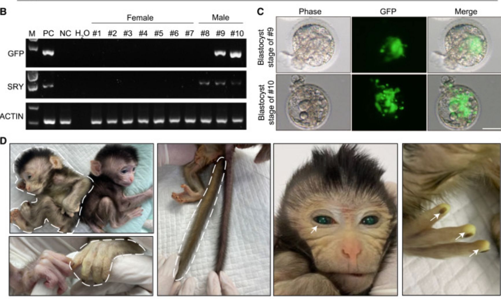 1699662739 699 In China a chimera monkey was created from two sets In China, a chimera monkey was created from two sets of DNA. Scientists hope this breakthrough will help treat ALS in humans
