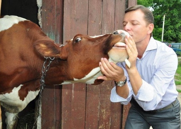 Lyashko, cow, Victor Galasyuk