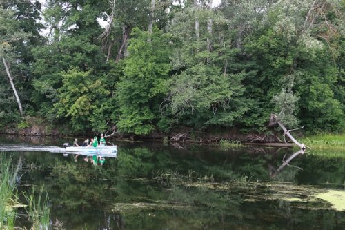 in the gomolshansky forests nature reserve