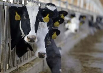 Sold 38 university cows: Lviv university official suspected of theft
