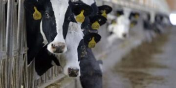 sold 38 university cows: lviv university official suspected of theft