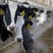 Sold 38 university cows: Lviv university official suspected of theft
