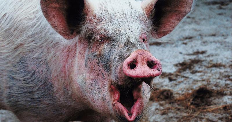 ekideeixqieukmp tidttiqzqiqkdkmp uqiqediqxeiqrusld